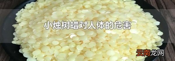 小烛树蜡对人体的危害