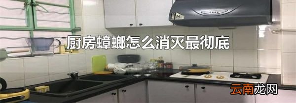厨房蟑螂怎么消灭最彻底