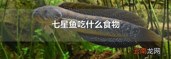 七星鱼吃什么食物