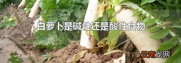 白萝卜是碱性还是酸性食物
