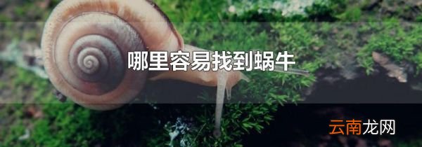哪里容易找到蜗牛