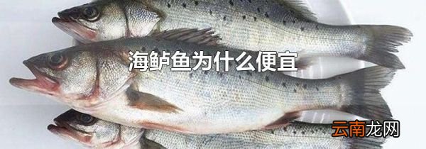 海鲈鱼为什么便宜