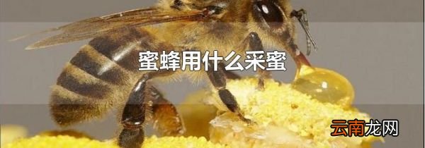 蜜蜂用什么采蜜