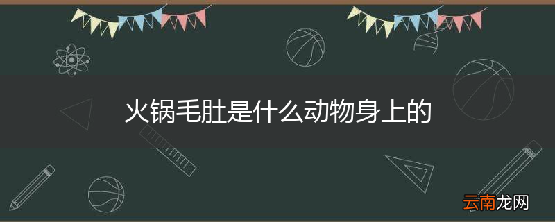 火锅毛肚是什么动物身上的