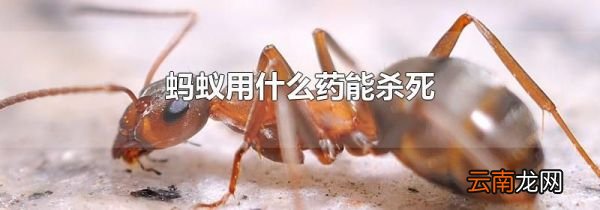 蚂蚁用什么药能杀死