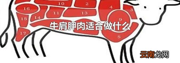牛肩胛肉适合做什么
