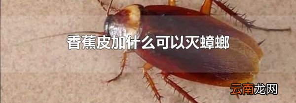 香蕉皮加什么可以灭蟑螂