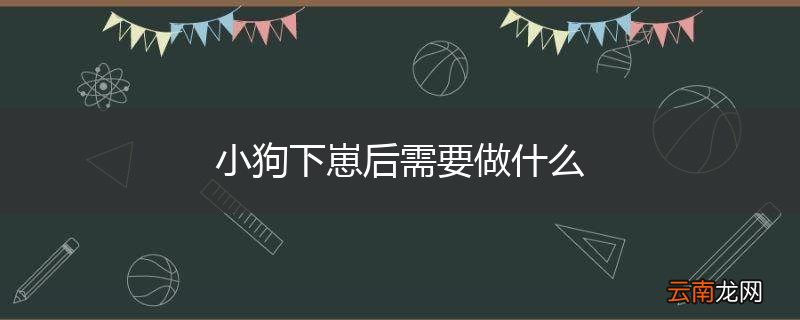 小狗下崽后需要做什么