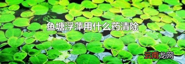鱼塘浮萍用什么药清除