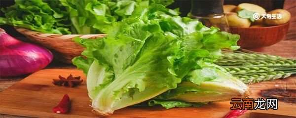 生菜为什么会苦 生菜可以直接吃吗