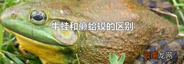 牛蛙和癞蛤蟆的区别