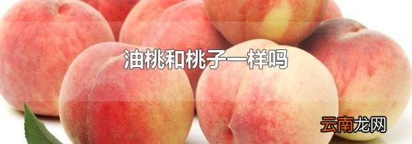 油桃和桃子一样吗