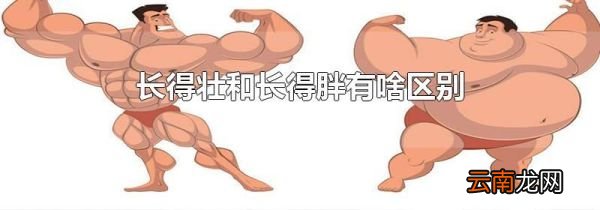 长得壮和长得胖有啥区别