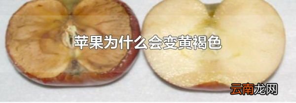 苹果为什么会变黄褐色