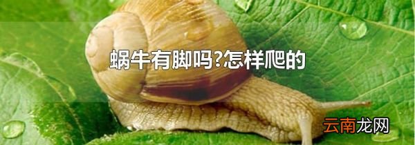 蜗牛有脚吗?怎样爬的