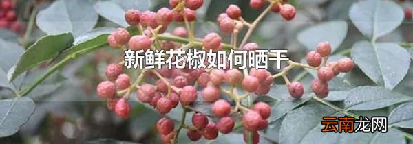 新鲜花椒如何晒干