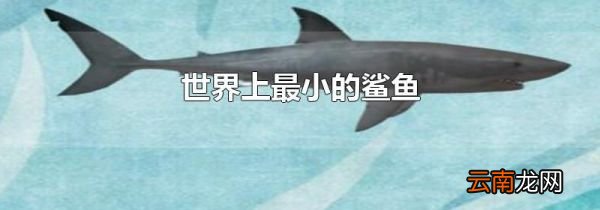 世界上最小的鲨鱼