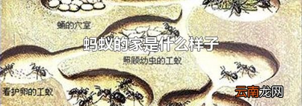 蚂蚁的家是什么样子