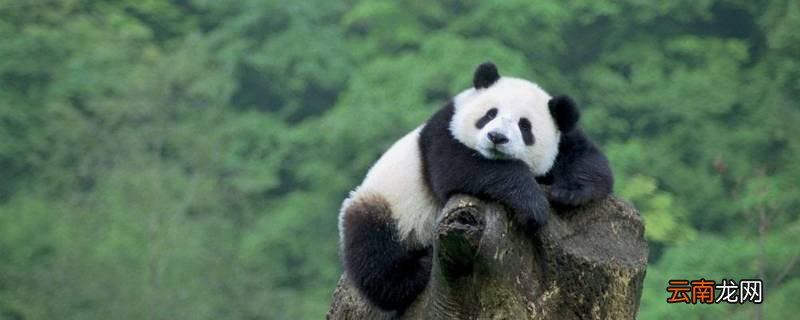 熊猫属于什么科