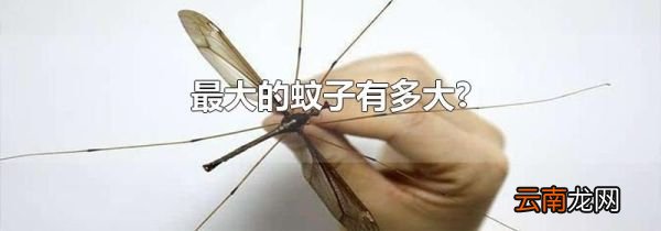 最大的蚊子有多大?