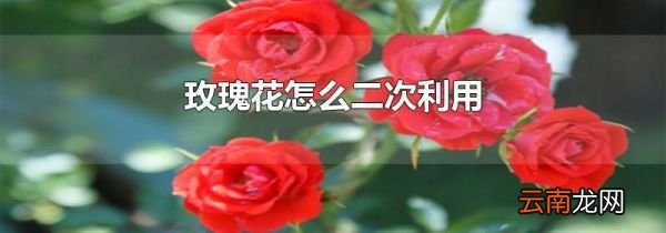 玫瑰花怎么二次利用