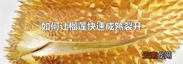 如何让榴莲快速成熟裂开