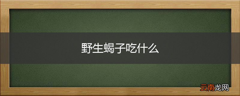 野生蝎子吃什么