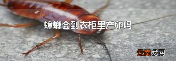 蟑螂会到衣柜里产卵吗