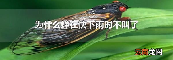 为什么蝉在快下雨时不叫了