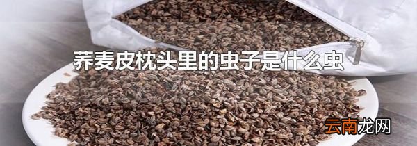 荞麦皮枕头里的虫子是什么虫