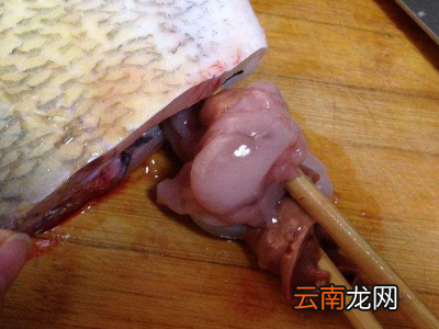 鸦片鱼怎么处理内脏