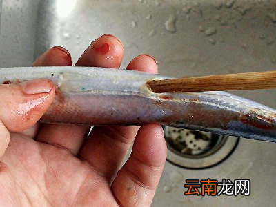 鸦片鱼怎么处理内脏