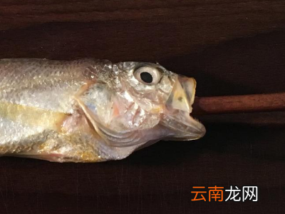 鸦片鱼怎么处理内脏