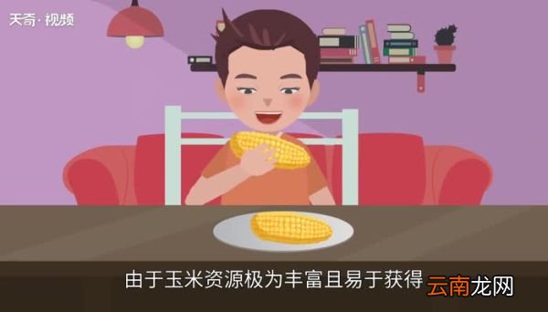 玉米煮多久就熟了新鲜玉米煮几分钟