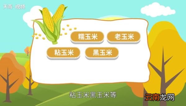玉米煮多久就熟了新鲜玉米煮几分钟