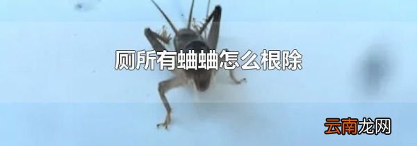 厕所有蛐蛐怎么根除