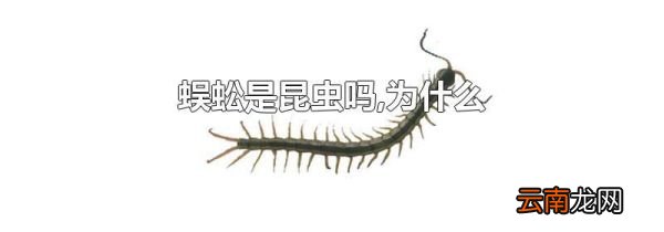 蜈蚣是昆虫吗,为什么