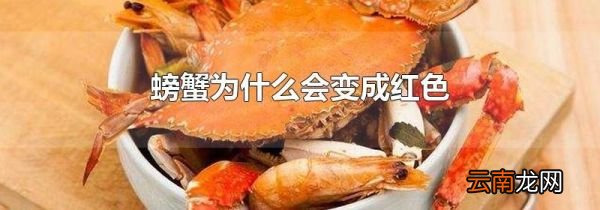 螃蟹为什么会变成红色