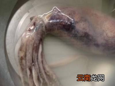 鱿鱼怎么剥皮