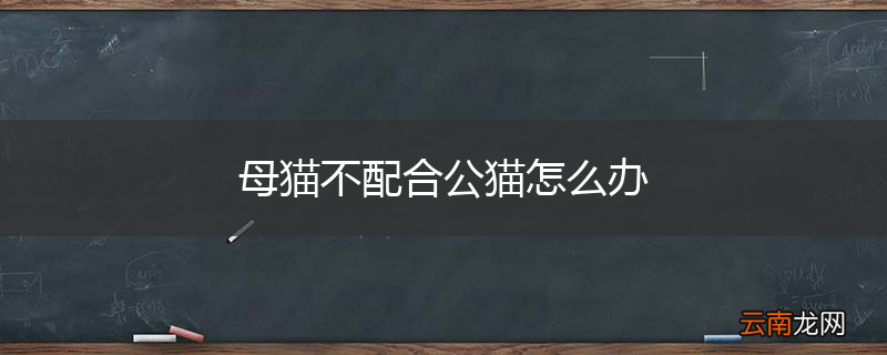 母猫不配合公猫怎么办