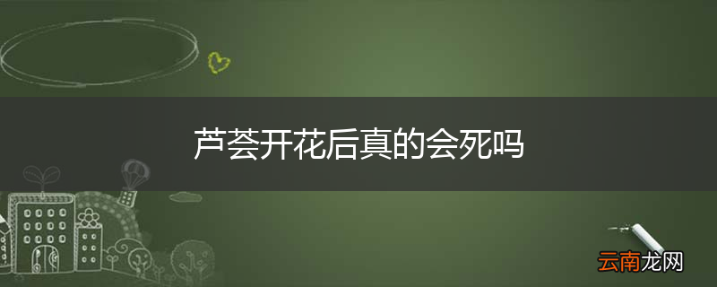 芦荟开花后真的会死吗