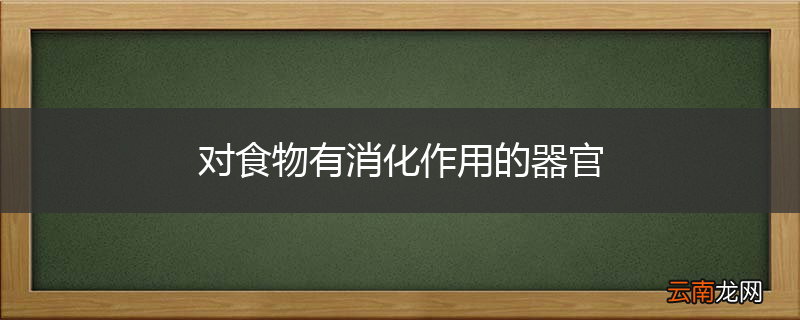 对食物有消化作用的器官