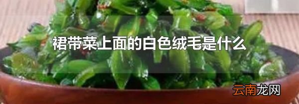 裙带菜上面的白色绒毛是什么