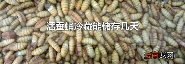 活蚕蛹冷藏能储存几天