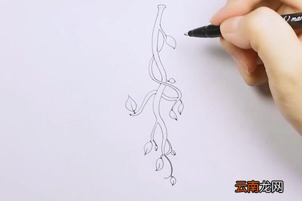 藤蔓简笔画