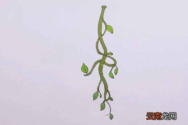 藤蔓简笔画