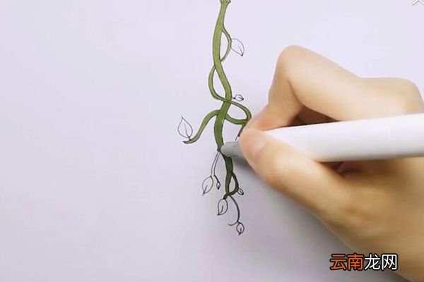 藤蔓简笔画