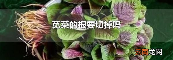 苋菜的根要切掉吗