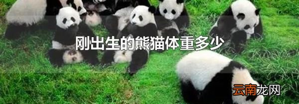 刚出生的熊猫体重多少