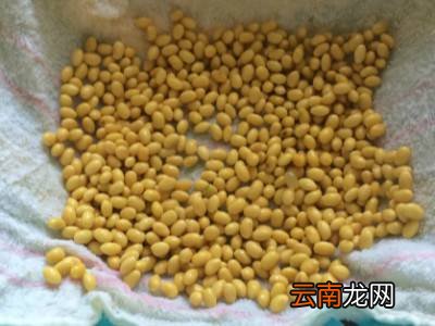 豆芽怎么生